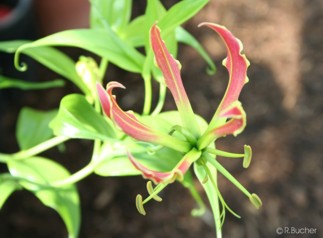 Gloriosa rothschildiana