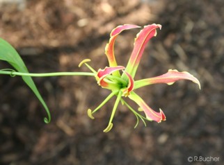 Gloriosa rothschildiana