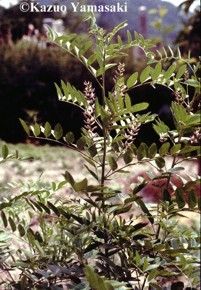 Glycyrrhiza glabra