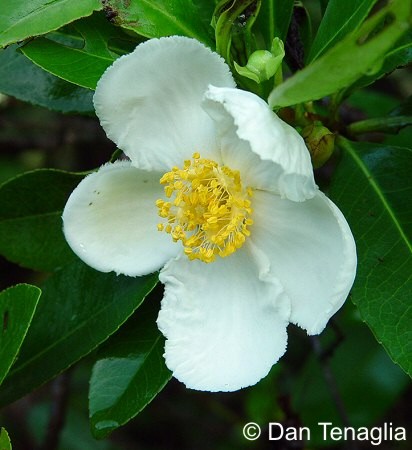 Exotische Nutz und Zierpflanzen Gordonia lasianthus
