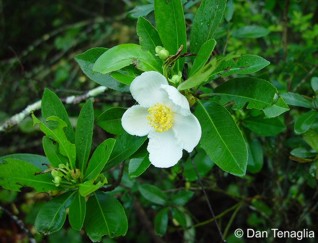 Gordonia lasianthus