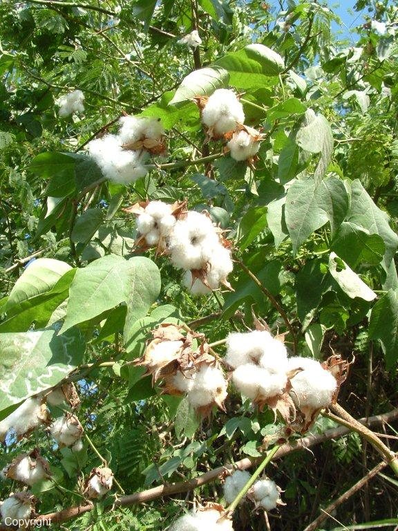 Exotische Nutz und Zierpflanzen Gossypium arboreum