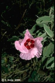Gossypium australe
