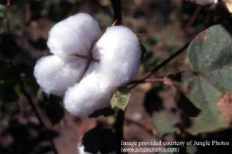 Gossypium herbaceum 