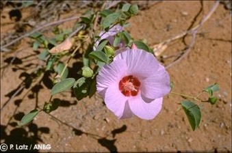 Gossypium sturtianum