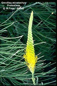 Grevillea eriostachya