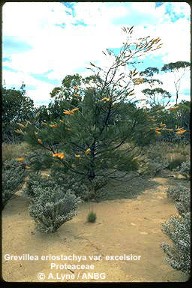 Grevillea eriostachya ssp. excelsior