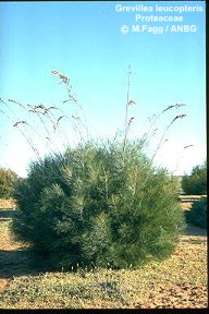 Grevillea leucopteris