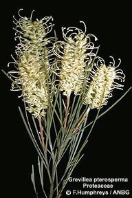 Grevillea pterosperma