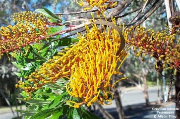 Grevillea robusta