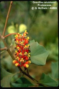 Grevillea wickhamii