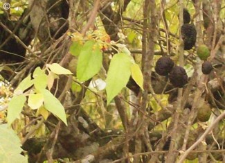 Guazuma ulmifolia