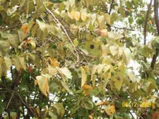 Guazuma ulmifolia