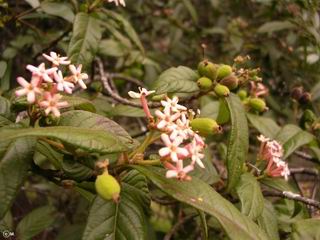 Guettarda uruguensis