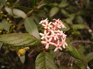 Guettarda uruguensis