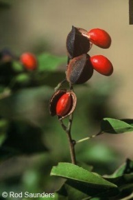 Guiburtia coleosperma