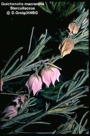 Guichenotia macrantha