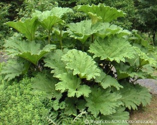Gunnera manicata 