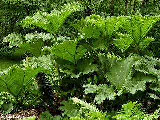 Gunnera manicata 