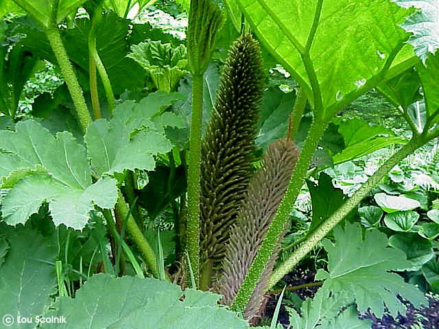 Exotische Nutz und Zierpflanzen Gunnera manicata