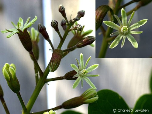 Exotische Nutz und Zierpflanzen Gymnocladus dioicus