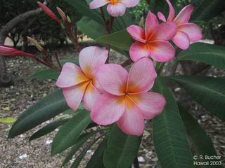 Plumeria 'Hybrids' 