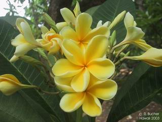 Plumeria 'Hybrids'