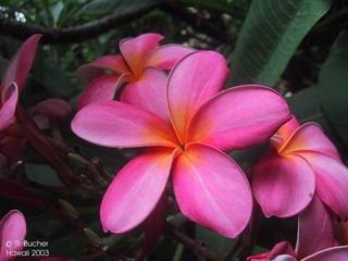 Plumeria 'Hybrids' 