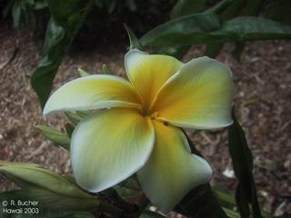 Plumeria rubra cv. 'Celadine'