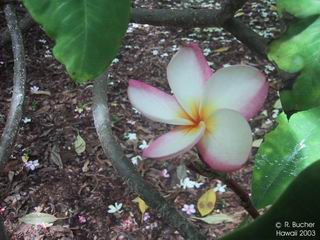 Plumeria rubra cv. 'Valentine'