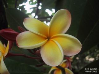 Plumeria 'Hybrids'