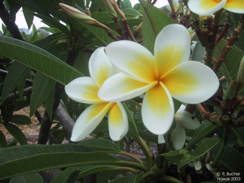 Exotische Nutz und Zierpflanzen Plumeria 'Hybrids'