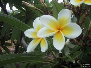 Plumeria 'Hybrids' 