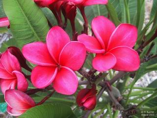 Plumeria 'Hybrids' 