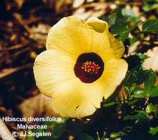 Hibiscus diversifolius