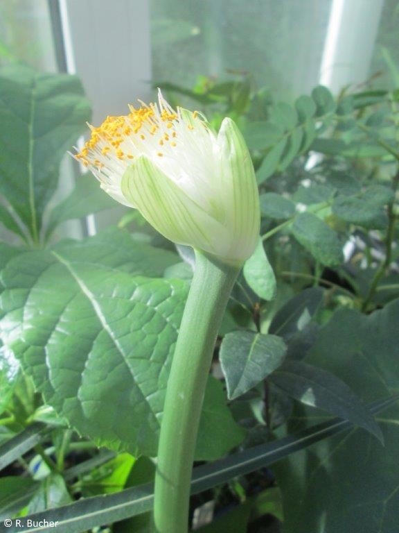 Exotische Nutz und Zierpflanzen Haemanthus albiflos