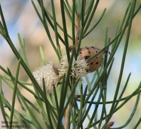 Hakea drupacea