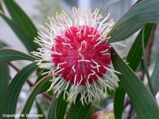 Hakea laurina