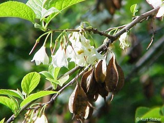 Halesia carolina 
