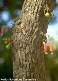 Halleria lucida 