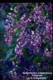 Hardenbergia comptoniana