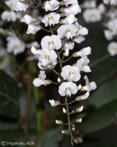 Hardenbergia violacea alba