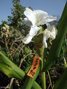 Hedychium 'Andromeda'