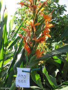 Hedychium 'Ayo'