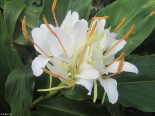 Hedychium 'Corelli'