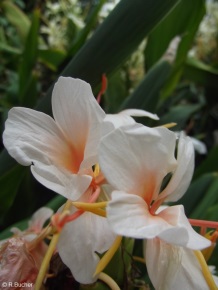 Hedychium 'Coronata Cream'