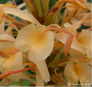 Hedychium 'Dave Case'