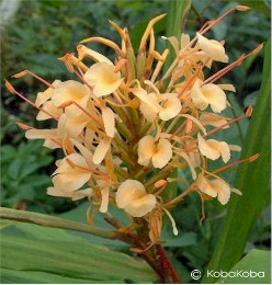 Hedychium 'Dave Case'