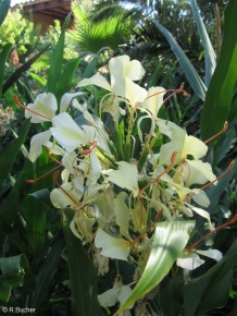 Hedychium 'Devon Cream'