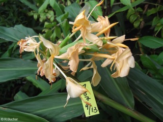 Hedychium 'Double Eagle'